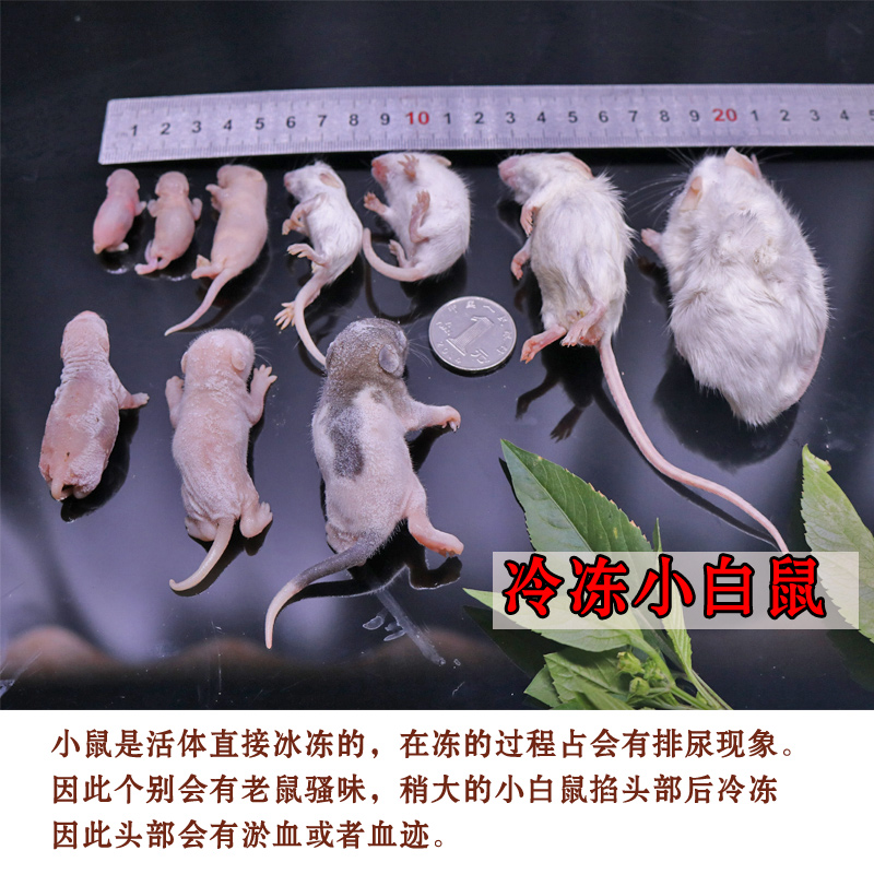 冰冻小白鼠红皮冻鼠宠物活体饲料小老鼠幼崽速冻爬虫