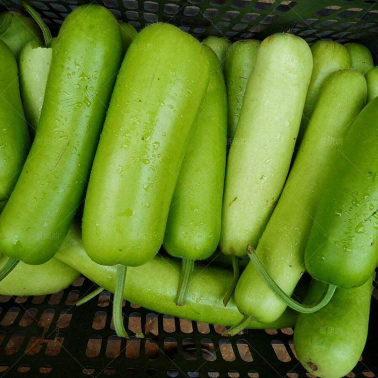 种子种籽蒲瓜短瓠耐寒耐热四季蔬菜蔬菜种子