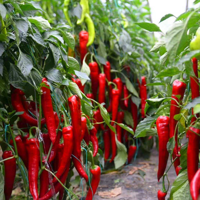 红羊角椒种籽:种出你的专属辣椒乐园