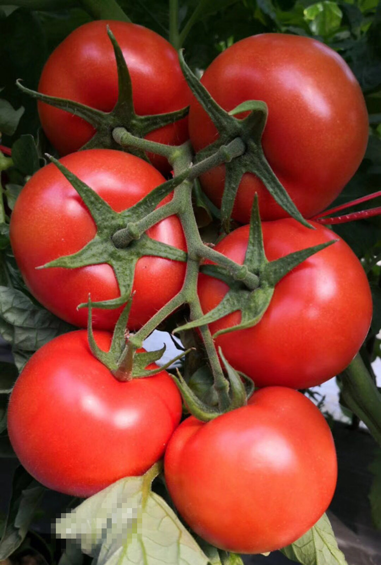 番茄西红柿种子种籽进口大红种苗耐热热好抗病毒蔬菜种子