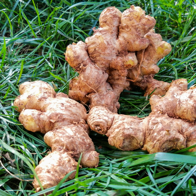 云南箱包整箱沙姜土姜老姜姜老姜小黄月子生姜生姜