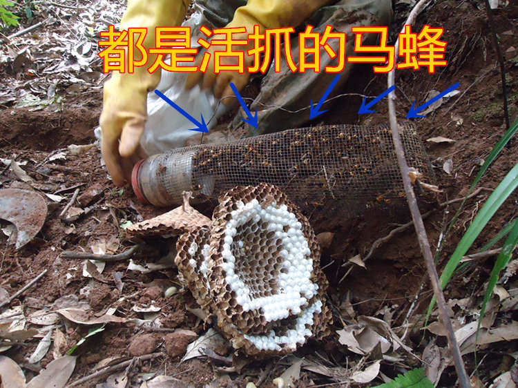 蜂房野生马蜂窝野蜂蜂窝100g大黄蜂胡蜂灸蜂巢蚂蜂窝其他药食同源食品