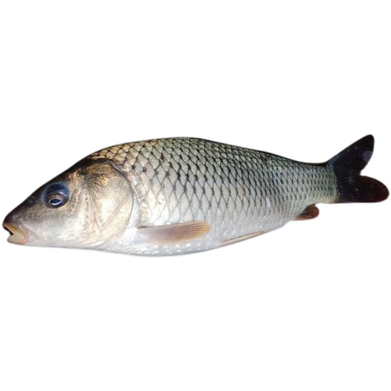 本地贵州稻花鱼田新鲜现杀鲤鱼烧鱼正宗稻田淡水鱼类