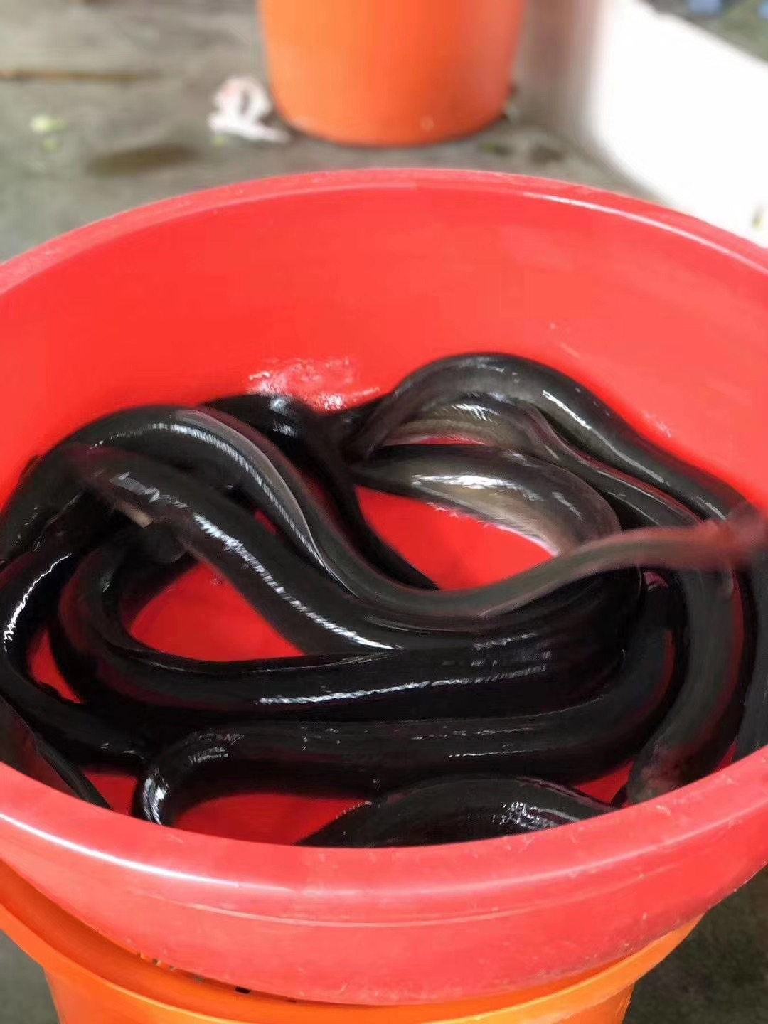 潮州特产当天天海野生鲜活冰冻乌耳鳗鱼一整条鳗鱼