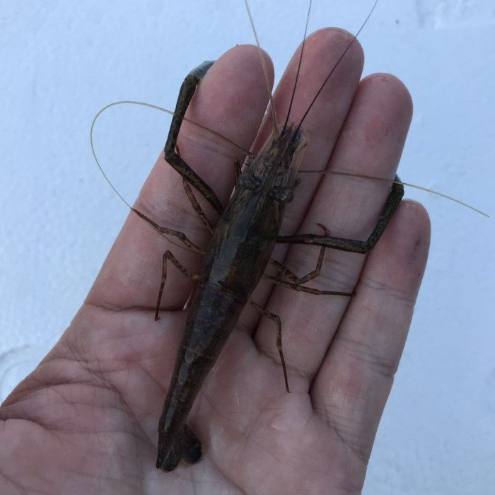 野生淡水冰冻冷冻新鲜厘米大号河青虾九虾土虾冻虾