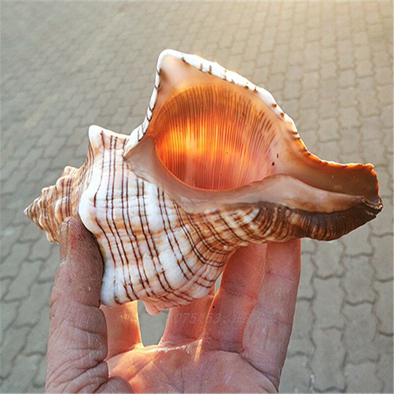 海螺天然大赤羊角螺鱼窝躲避水族箱鱼缸摄影收藏海螺