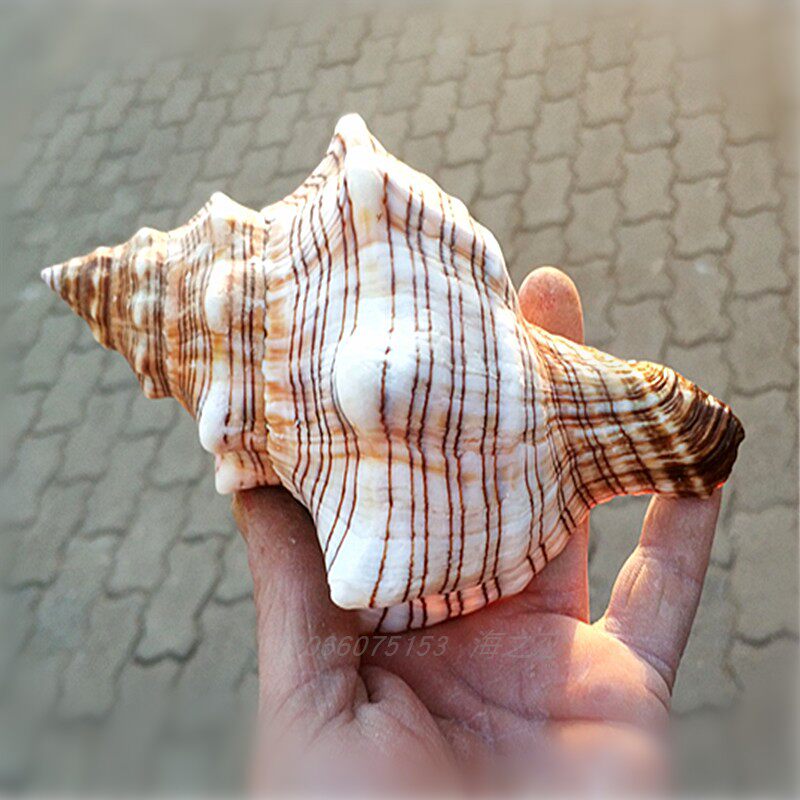 海螺天然大赤羊角螺鱼窝躲避水族箱鱼缸摄影收藏海螺