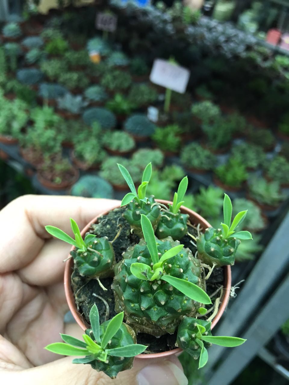 峨眉山铁甲麒麟多肉植物铁甲丸多肉小菠萝多肉盆栽办公室盆景