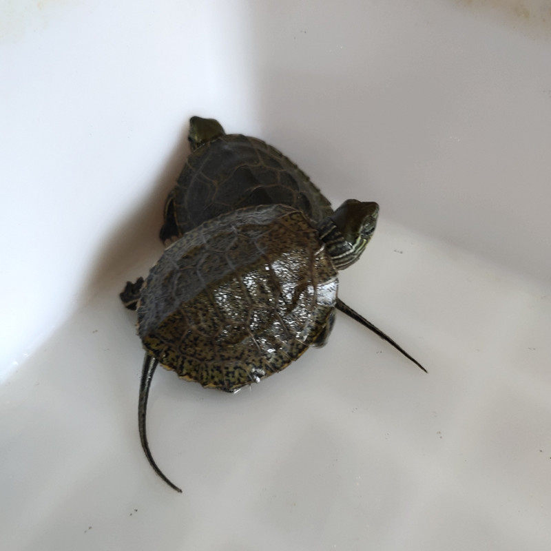 活体龟日本石龟杂花龟日石杂花草龟日花草外塘冷水龟活物宠物龟苗