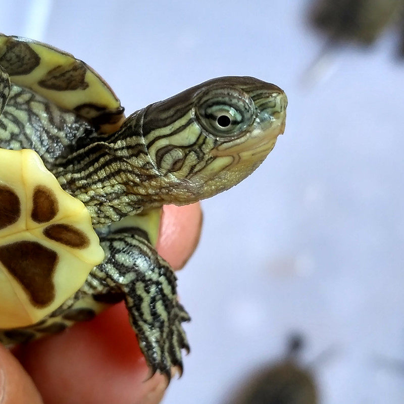 草龟乌龟活体小草龟喉中华宠物家养小乌龟头龟