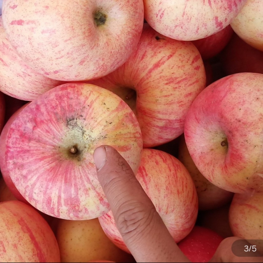 吉县壶口苹果高次二级红富士轻微瑕疵水果出口美国苹果