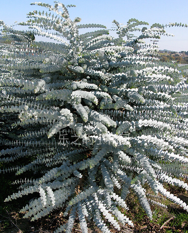 澳洲进口切花冈尼尤加利种子babyblue蓝宝贝多年生家庭园艺种子