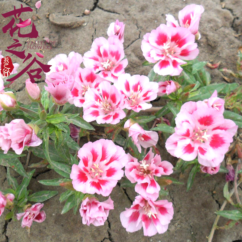 古代稀种子 送春花 晚春锦 花园花坛花境播种栽培常见品种