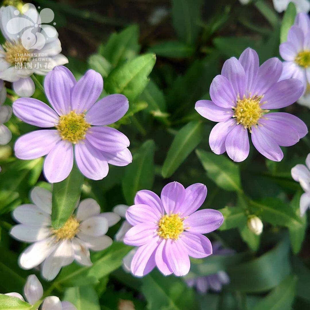 谢谢小花濑户小波山野野草日式花卉造景多年生时令草本花卉