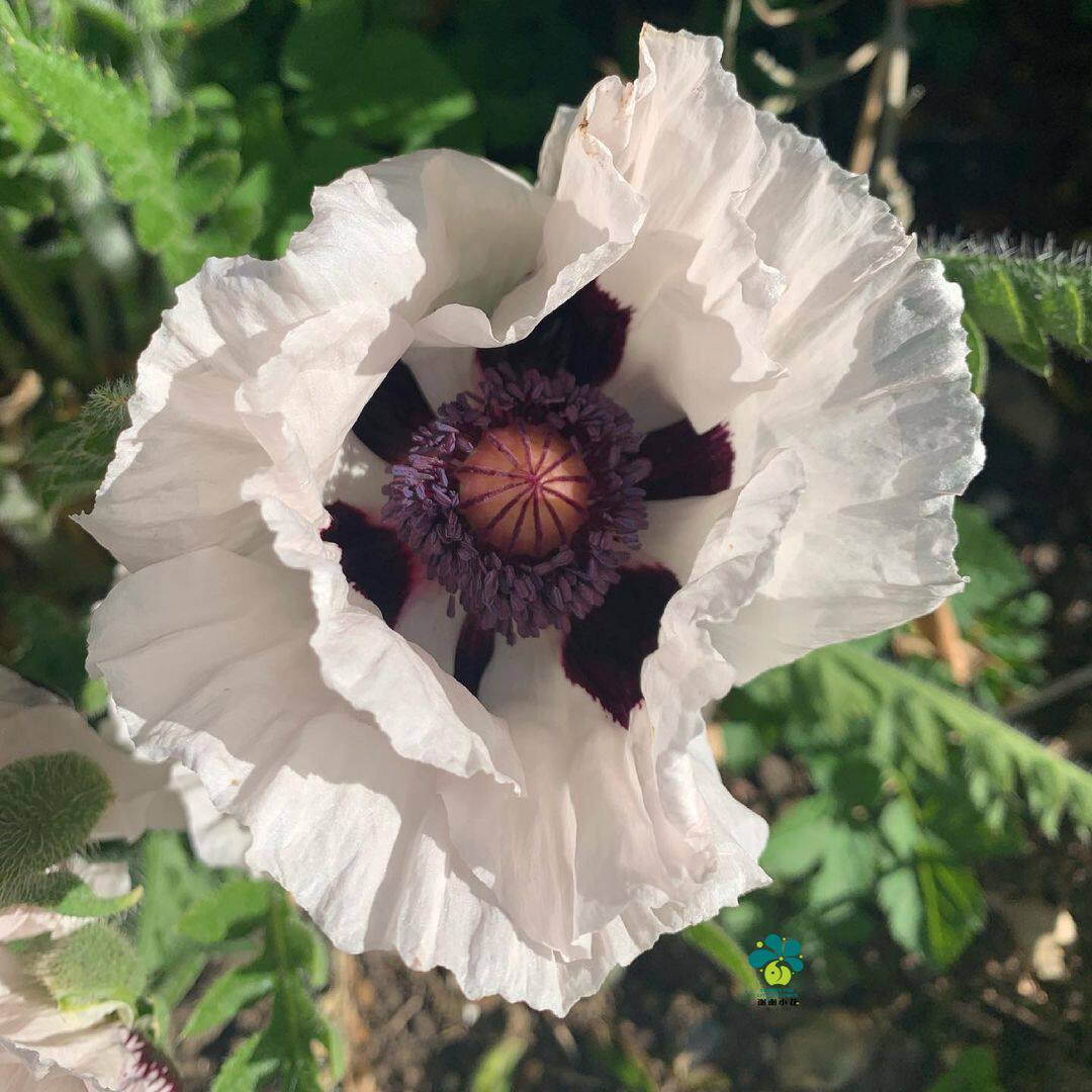 谢谢小花东方虞美人多年生皇家婚礼耐热耐寒花卉时令草本花卉