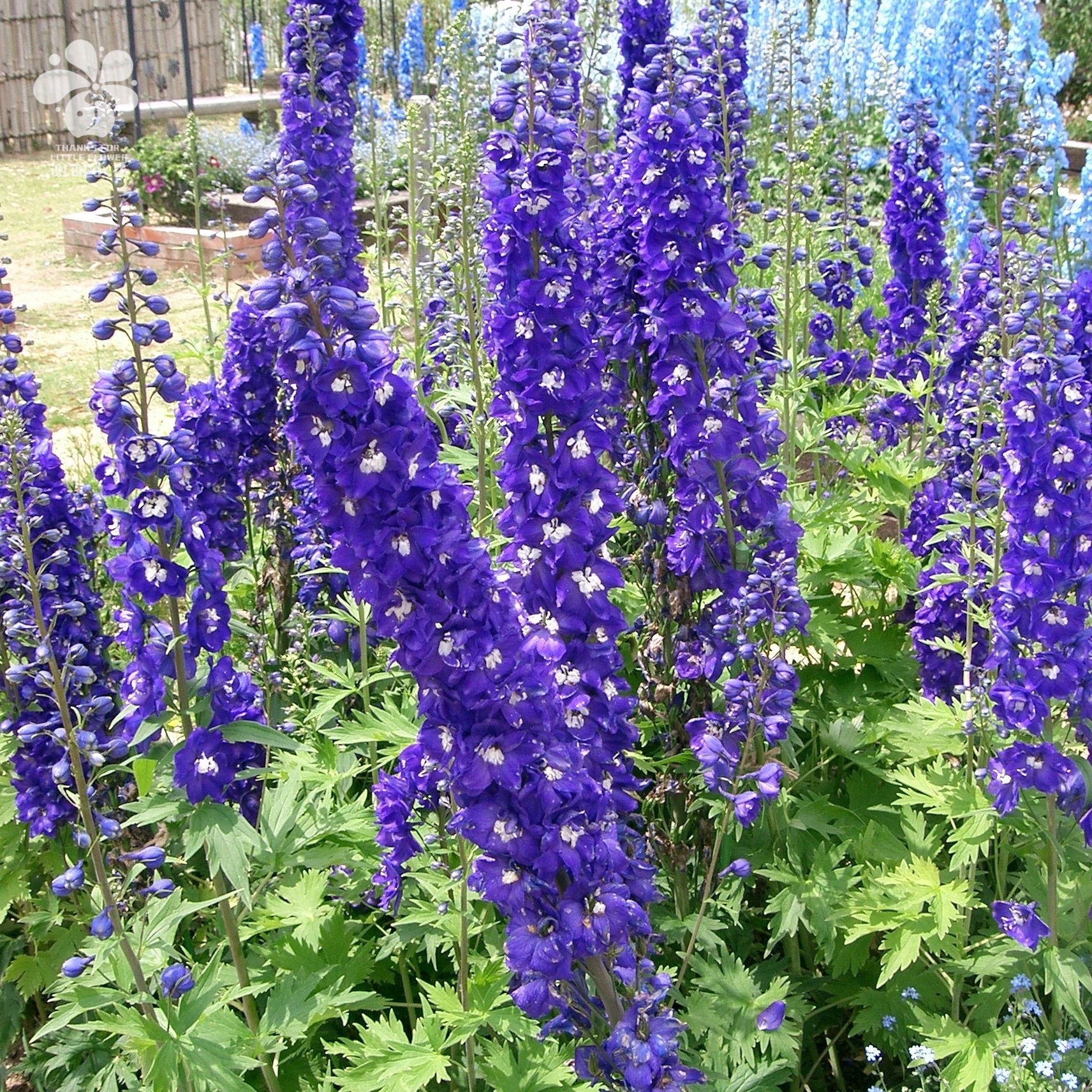 北方草本花卉植物大全图片