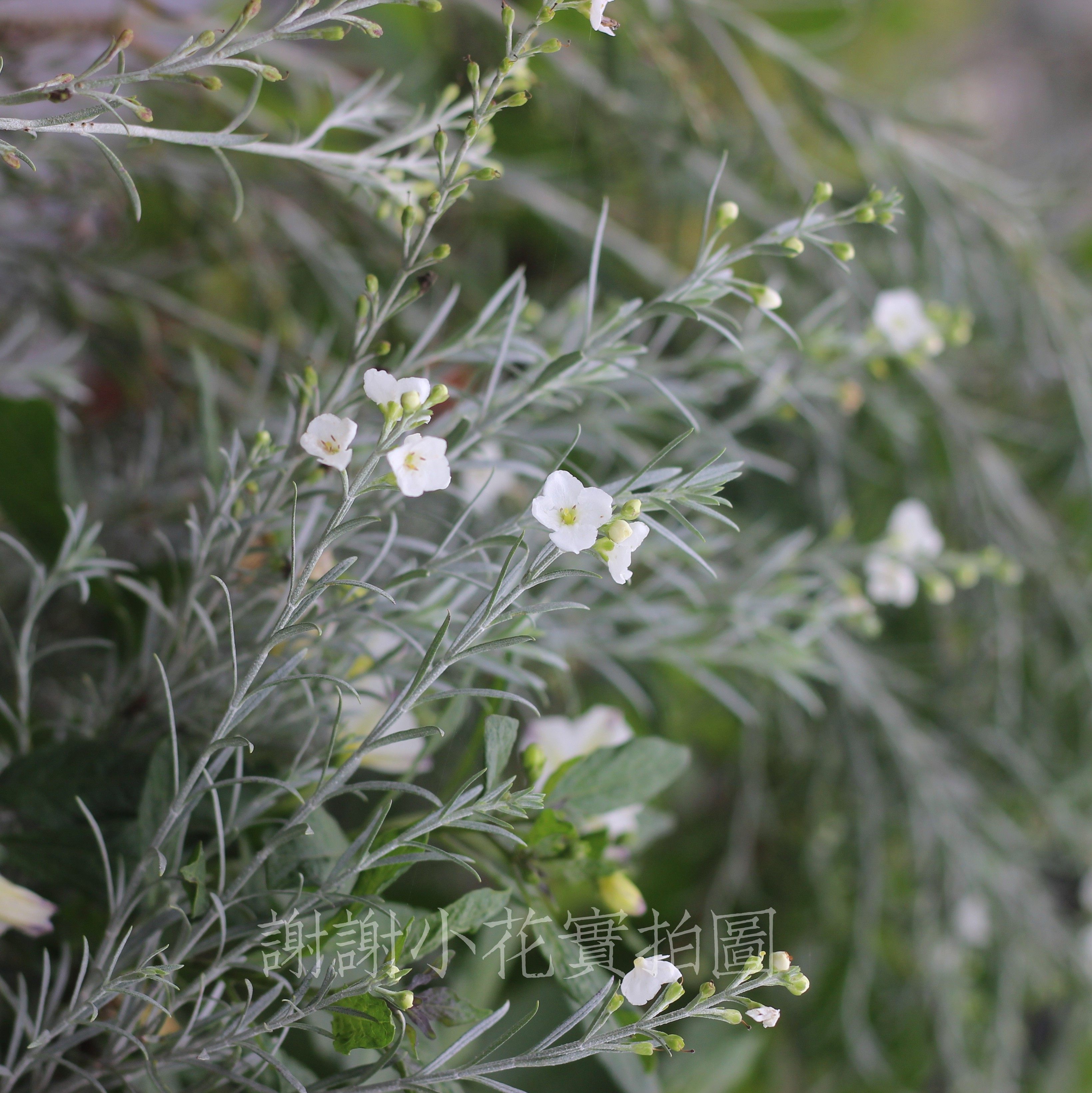 柳叶盆栽花园岩石耐旱耐热星河叶耐热植物银叶花卉