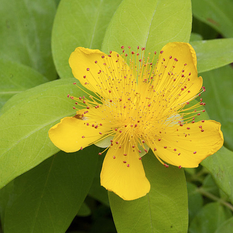 谢谢小花金叶金丝花彩多年生灌木盆栽植物耐热时令草本花卉
