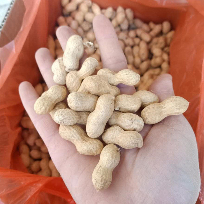 花生山东22年新小带壳生小粒珍珠日本薄皮可做花生