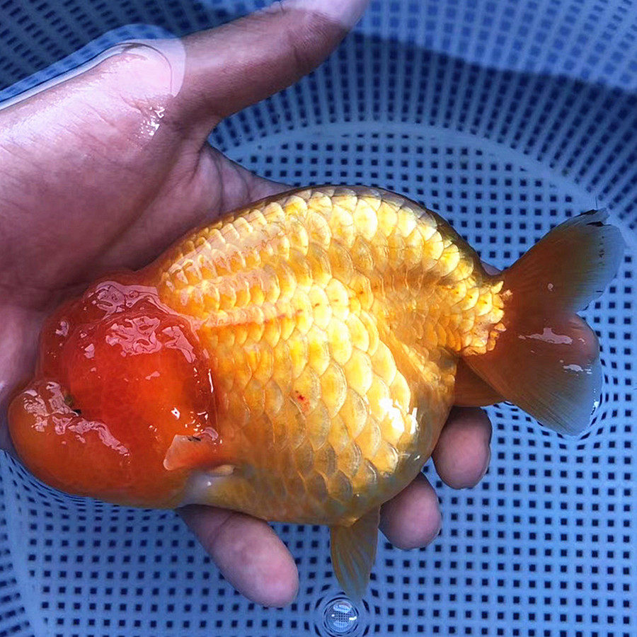 精品红顶虎头金鱼活体观赏鱼猫狮五花红白樱花玉兔青铜兰寿冷水鱼