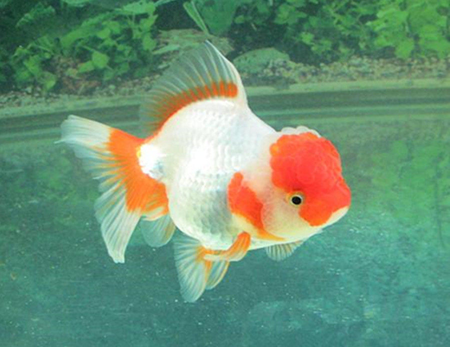 精品红白狮子头金鱼活体观赏鱼水族宠物国狮冷淡水鱼招财国粹