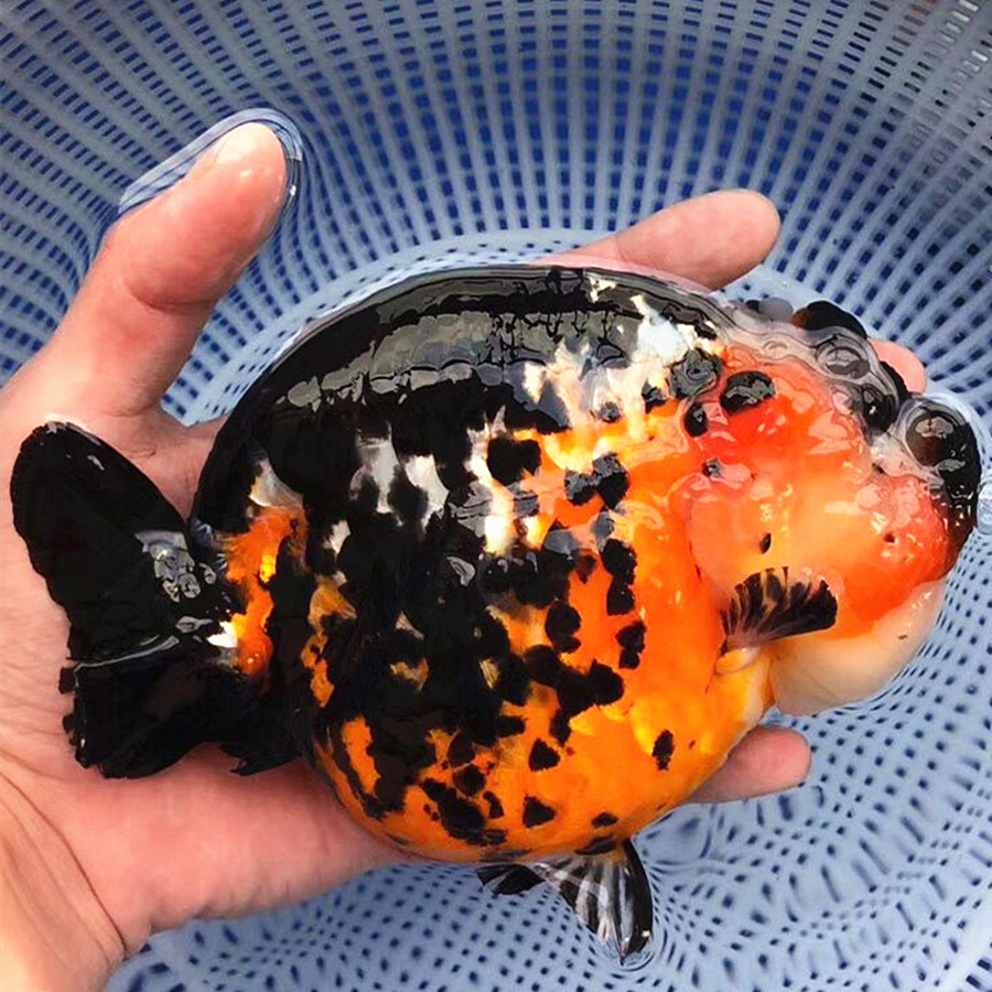 精品红顶虎头金鱼活体观赏鱼五花红白樱花玉兔鱼