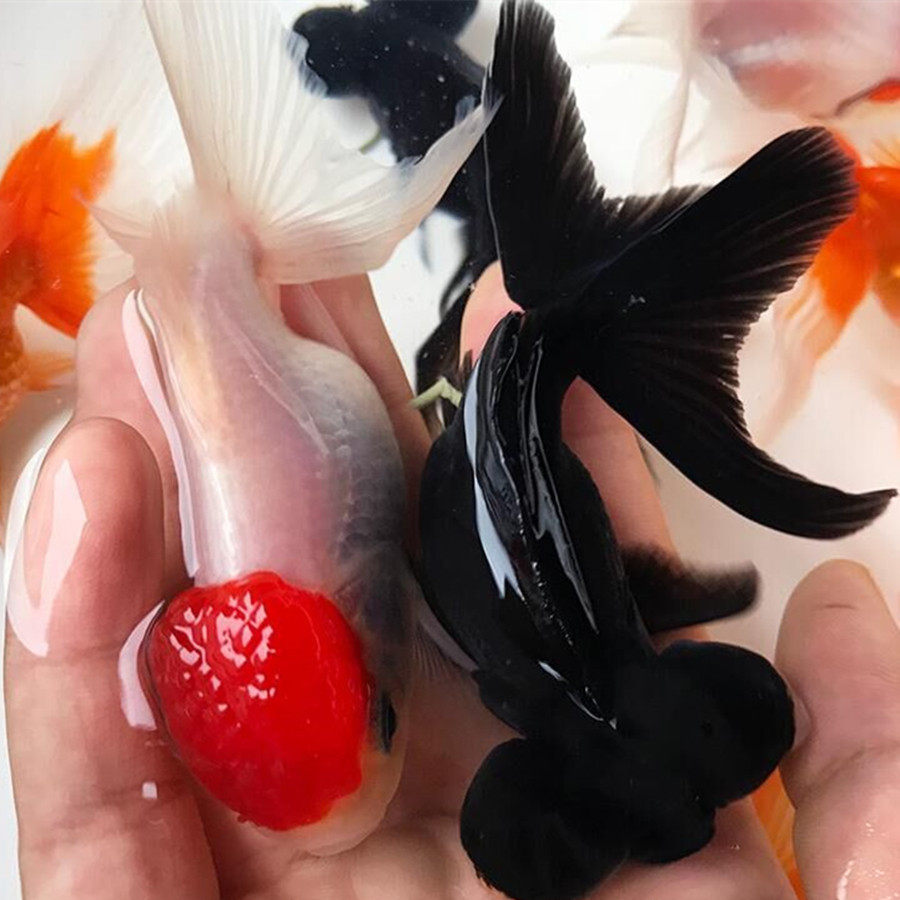 易活耐观赏鱼精品全黑风水活体长尾龙睛蝶金鱼黑牡丹鱼