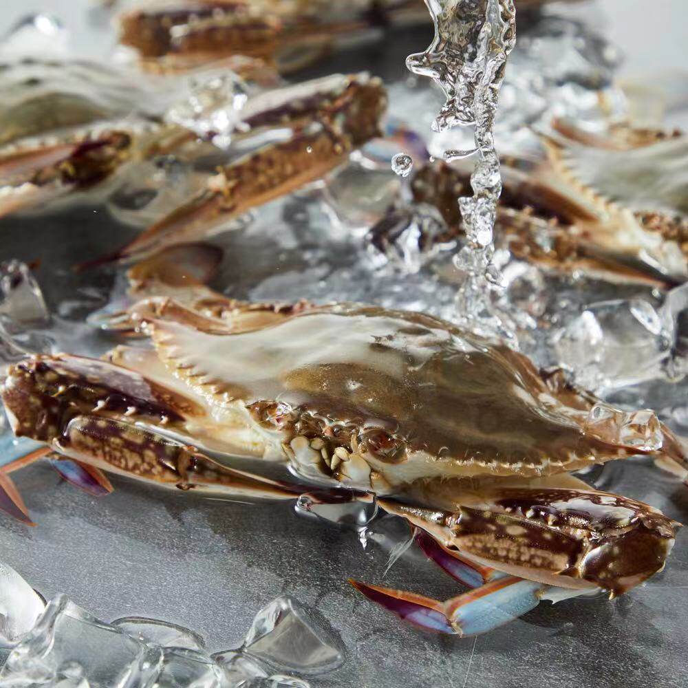 开海新鲜飞蟹母蟹海蟹鲜活螃蟹水产海超大季威海梭子蟹