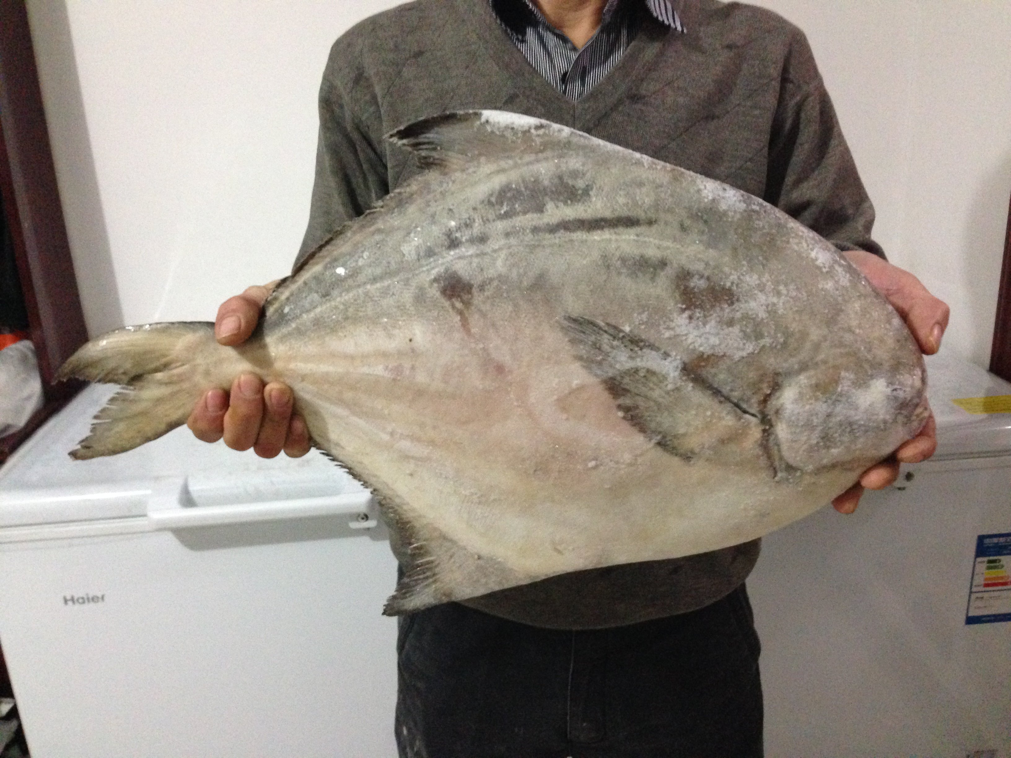 野生超大鲳鱼 威海海鲜水产 大只 威海银鲳鱼 5斤 1条2 - 爱购网