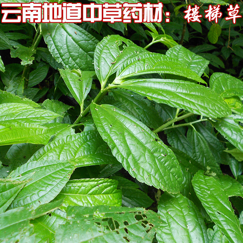 云南地道中草药材半边山野菜冷草鹿角天梯野生其他药食同源食品