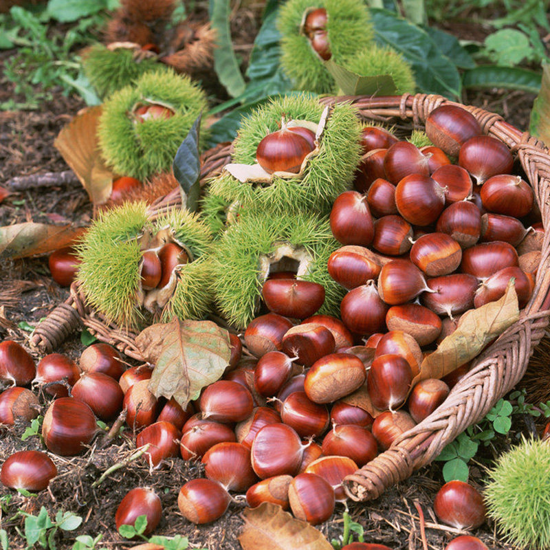 果树苗板栗苗嫁接大红袍板栗水果苗板栗树苗盆栽地栽苗南北方种植