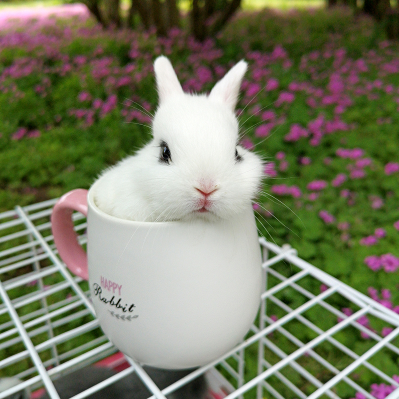 小兔子活物侏儒迷你茶杯活体纯种荷兰道奇小型兔