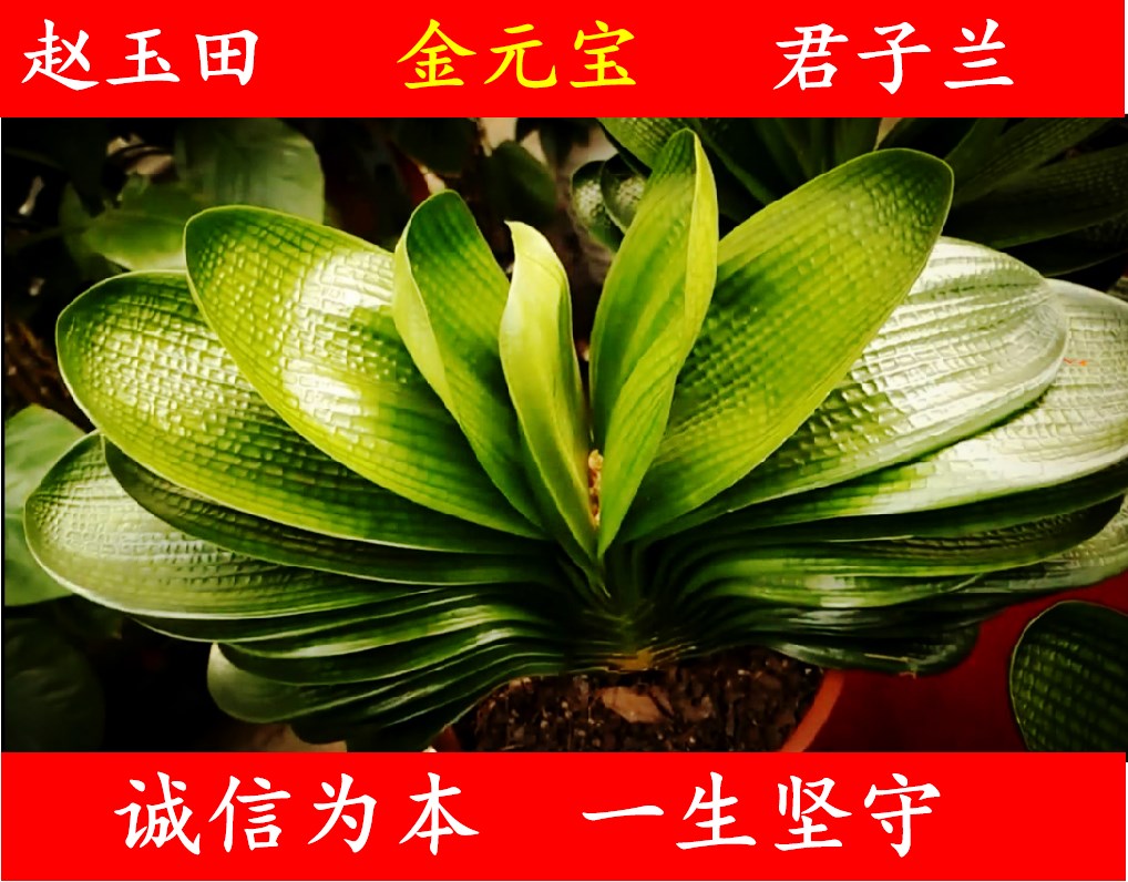 首页 下载app                          四季君子兰小苗金元宝盆栽