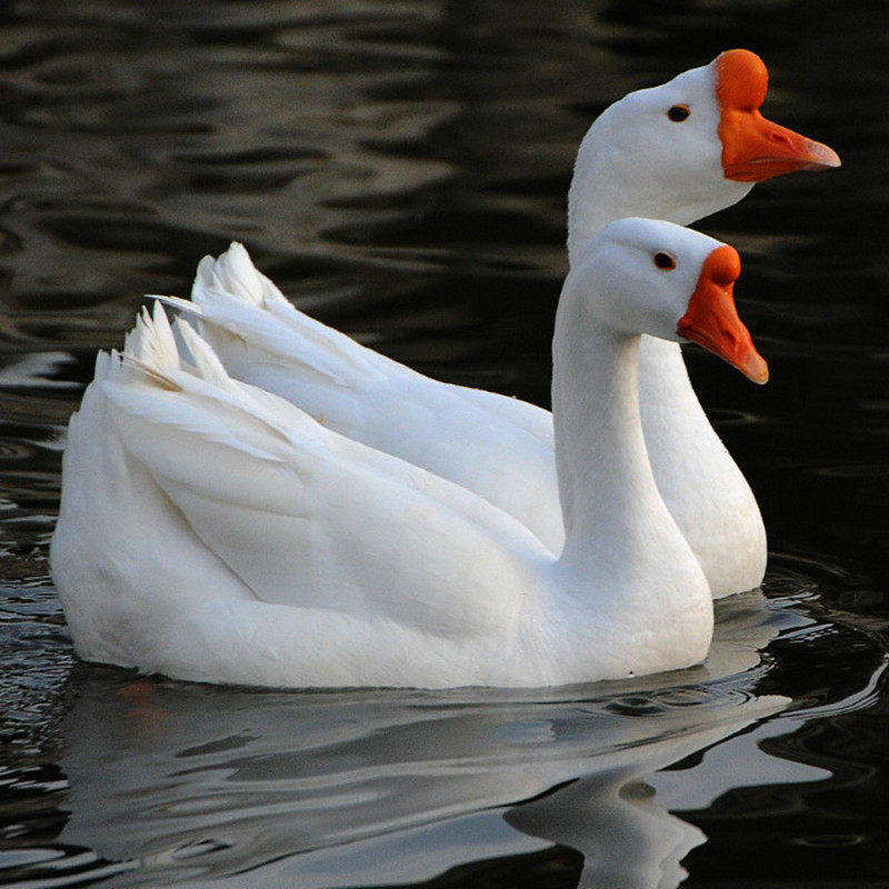 鹅苗活体大种白鹅苗小鹅苗三花鹅苗泰州鹅苗杂交鹅苗鹅雏鹅仔 - 禽园