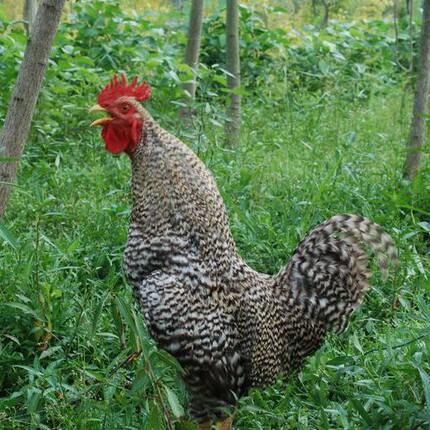 芦花鸡苗鸡苗活体鸡仔鸡雏小鸡苗公鸡苗