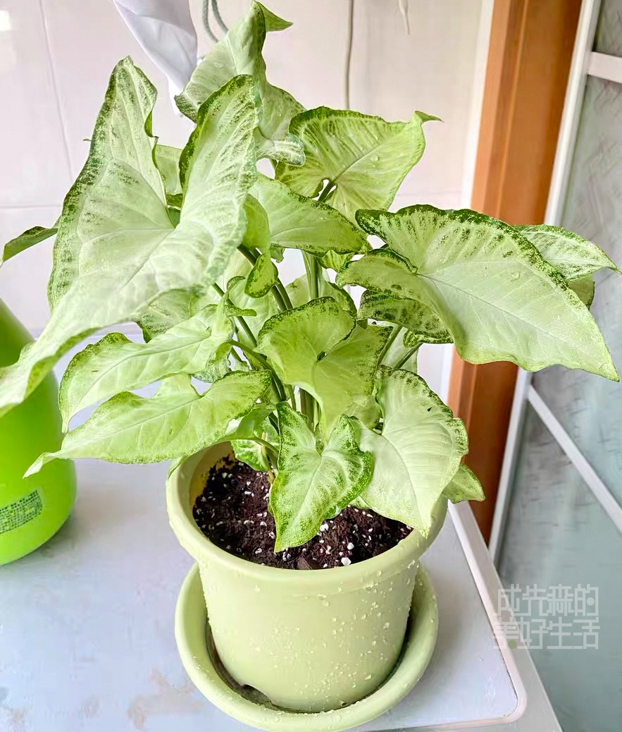 白蝴蝶植物盆栽绿植叶绿植好养观室内进口网红银脉绿植