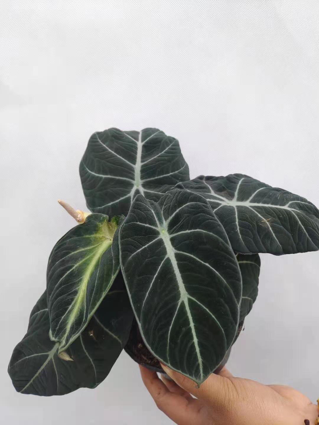 黑天鹅爆盆观泥炭阳台叶阳台盆栽天鹅绒海好活植物热带绿植