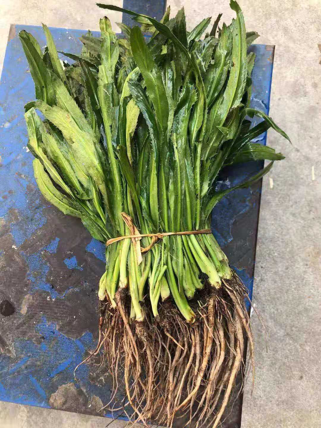云南香菜新鲜芫荽南大缅甸老缅傣族特产香料其它