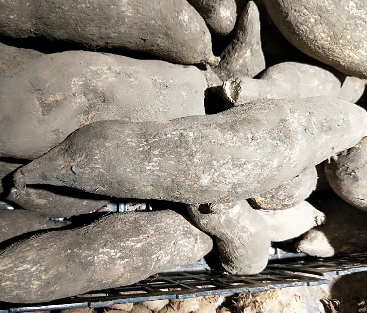 蔬菜云南农家自种新鲜丝瓜洋瓜佛手瓜根寿瓜其它