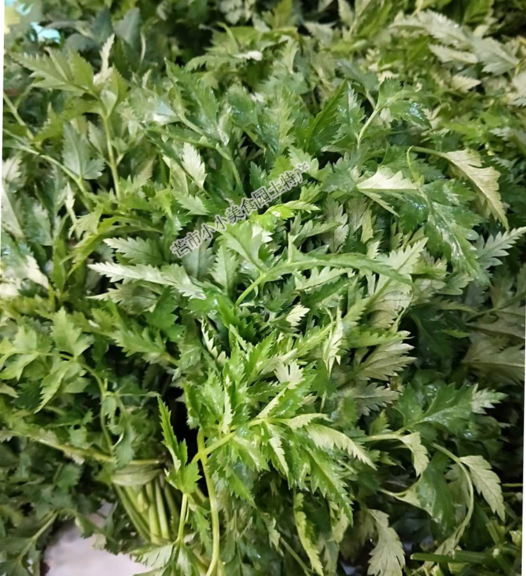 云南德宏新鲜蔬菜 川香叶 牛肉香料配菜香药菜 川芎叶川芎菜250克
