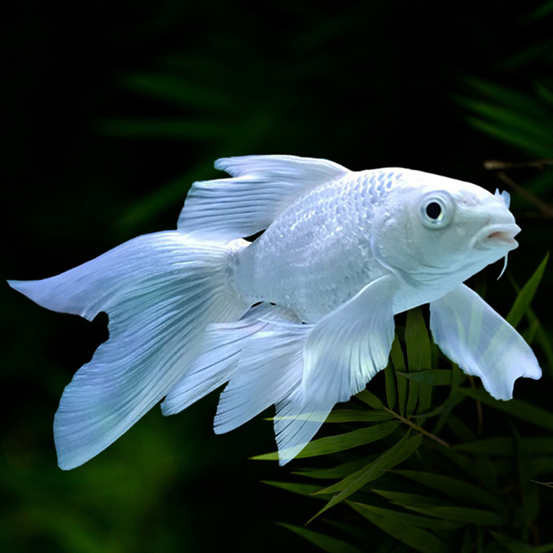 鲤鱼白金长尾锦鲤活体纯种台湾蝴蝶龙凤贵妃鱼