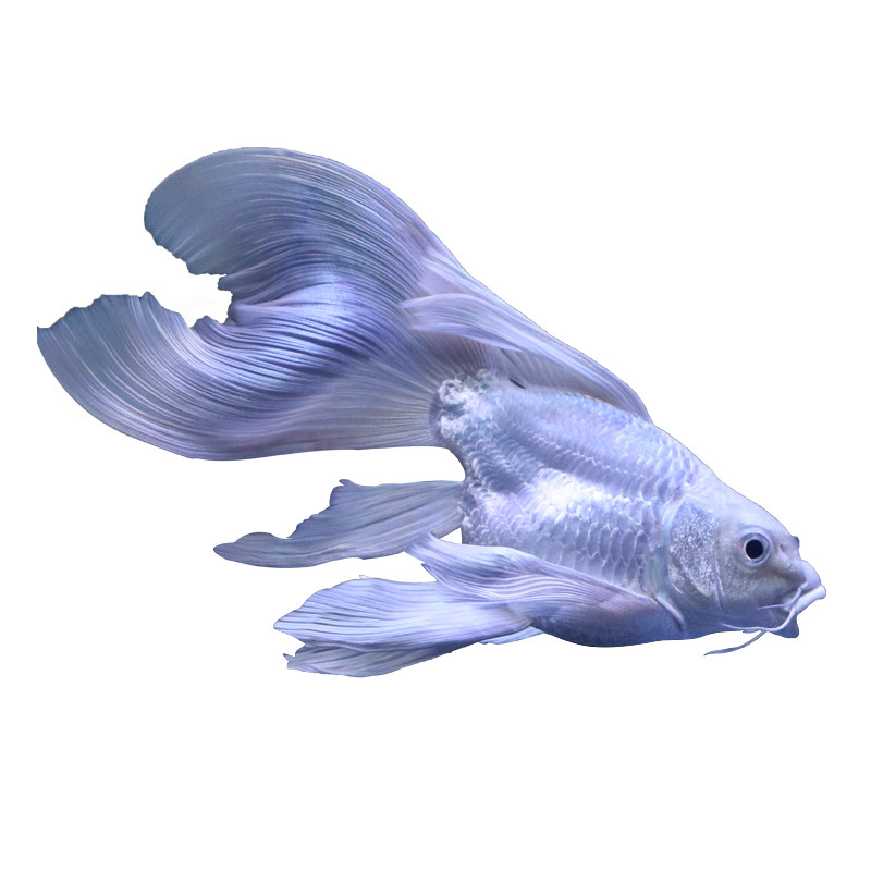 鲤鱼白金长尾锦鲤活体纯种台湾蝴蝶龙凤贵妃鱼