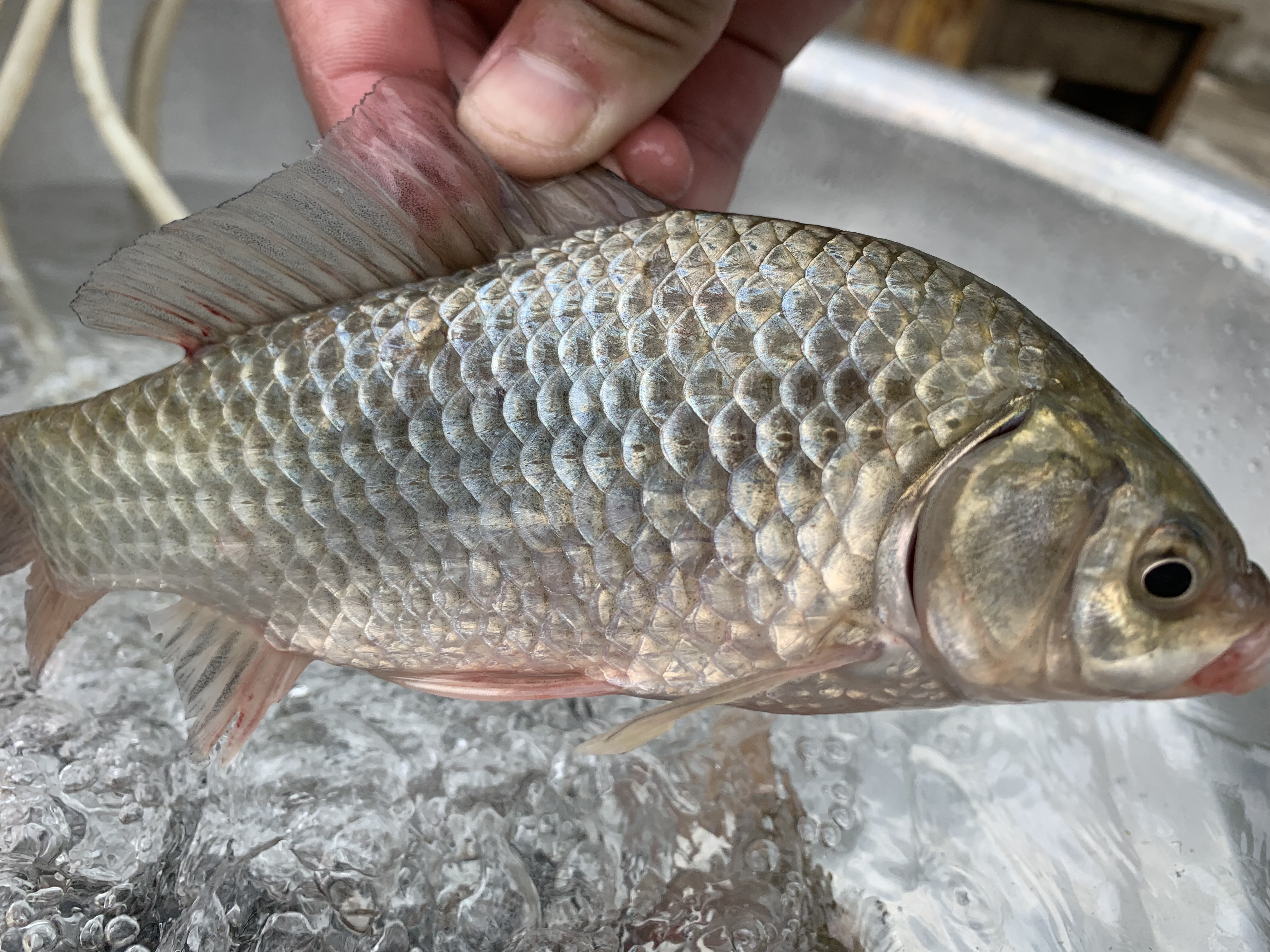 天泉人家洪泽湖野生鲫鱼淡水河鲜当天现捕现杀新鲜到家
