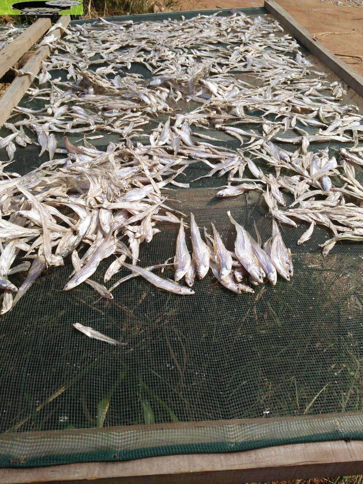 毛花鱼凤尾鱼毛毛鱼毛叶鱼水水产干货淡水鱼无盐鱼干鱼干