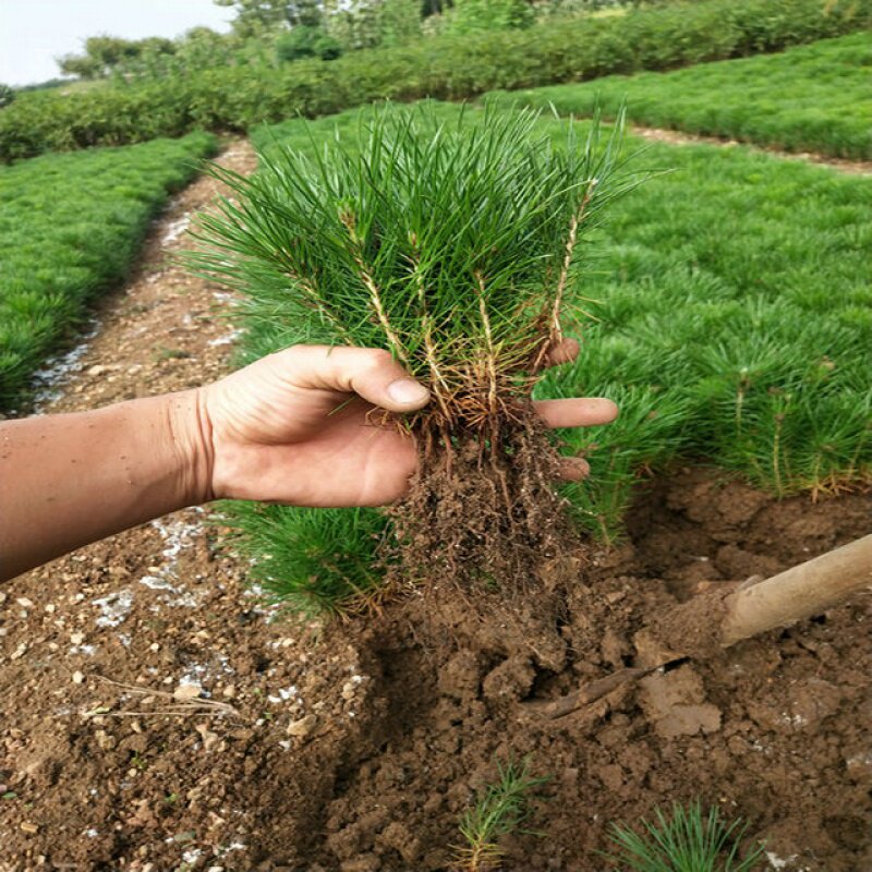 新店开张50100颗黑松小苗白芽黑松小黑松苗黑松一年苗松树苗
