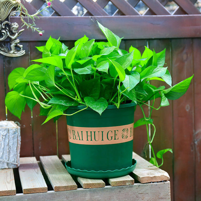 花盆塑料特价清仓阳台绿萝盆栽月季吊兰特大号花盆