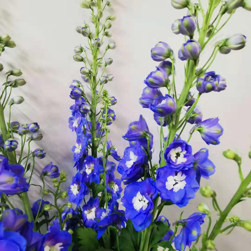 大飞燕鲜切花上海同城速递家用瓶插酒店大堂装饰江浙沪皖顺丰包邮