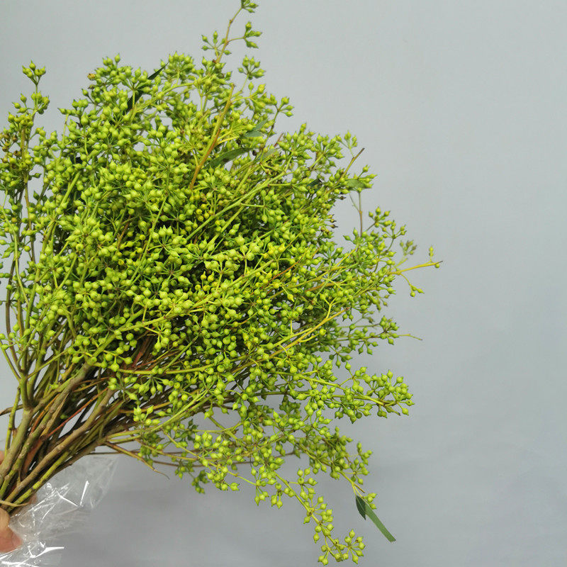 尤加利桉树果鲜切枝上海直发速递家用瓶插若干鲜花速递同城