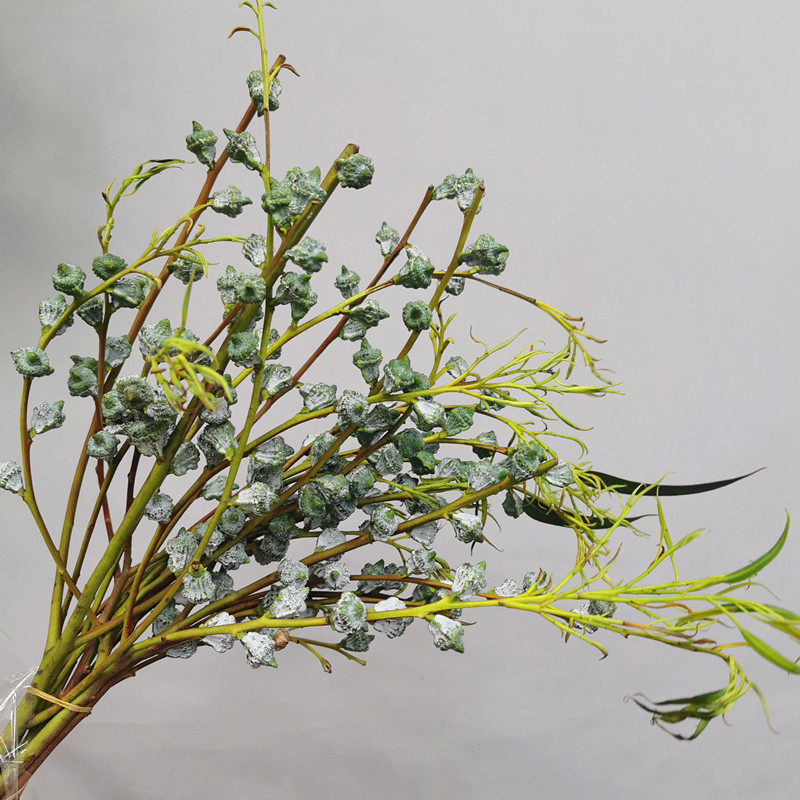 尤加利桉树果鲜切枝上海直发速递家用瓶插若干鲜花速递同城