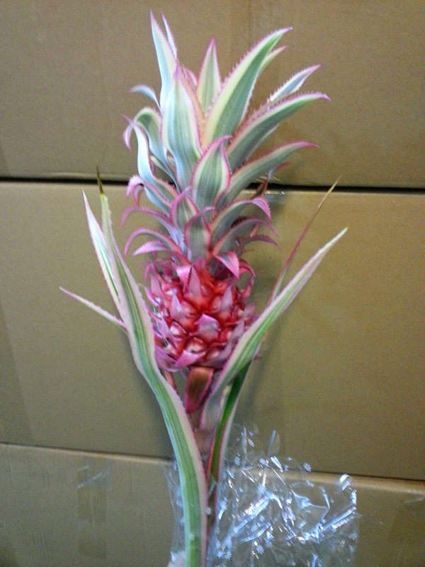 插花进口菠萝凤梨上海直发鲜花速递艺术家用花期鲜花速递同城